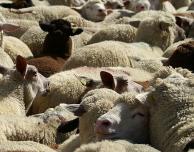 Los animales ¿no son mi prójimo? Die Tiere, sind die nicht mein Nächster? | por & von  Andrés Troya H.