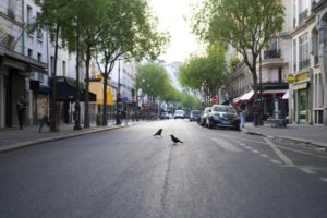 Eine Straße in Paris. Zwei Krähen stehen auf der Fahrbahn. Una calle en París. Dos cuervos están parados en mitad de la calle