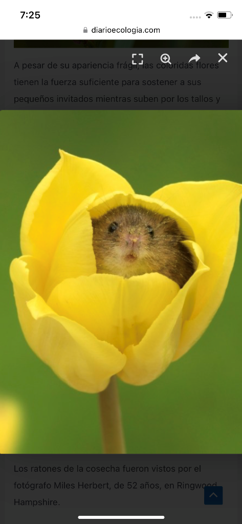 Un ratón de cosecha duerme en una flor. Eine Erntemaus schläft in einer Blume. 